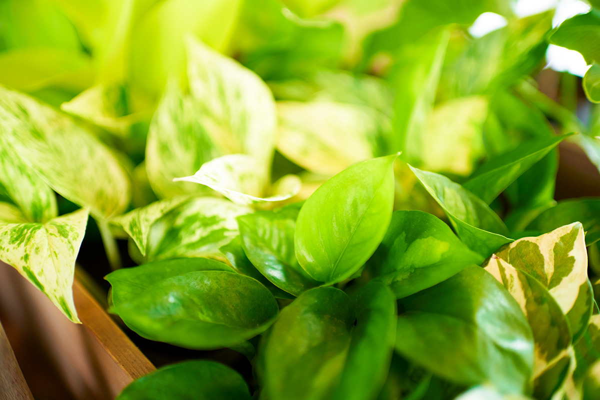 南国植物のある暮らし 店舗写真