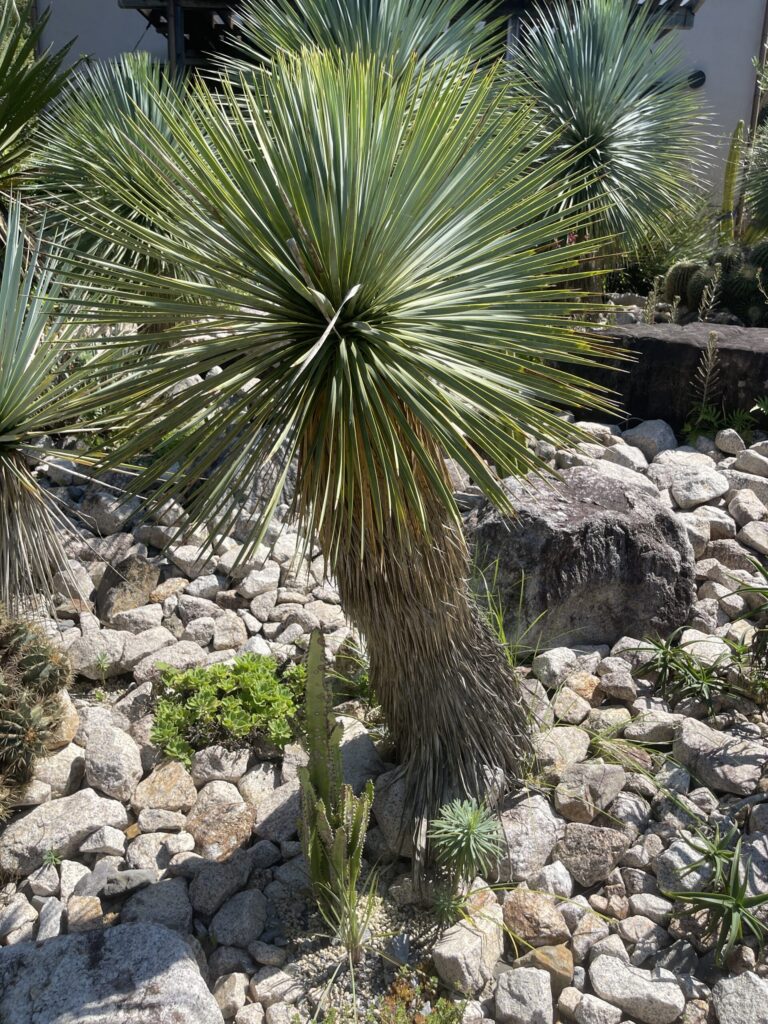 山下南国園芸 - 南国植物に特化した観葉植物専門店